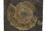 Dactylioceras Ammonite Fossil - Posidonia Shale, Germany #305716-1